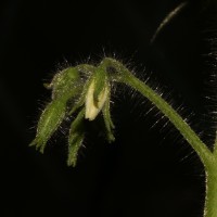 Solanum lycopersicum L.